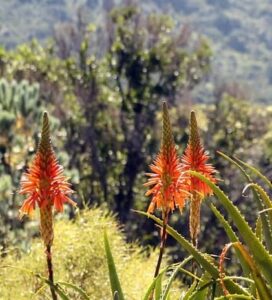 Aloe kapská účinky (aloe kapská)