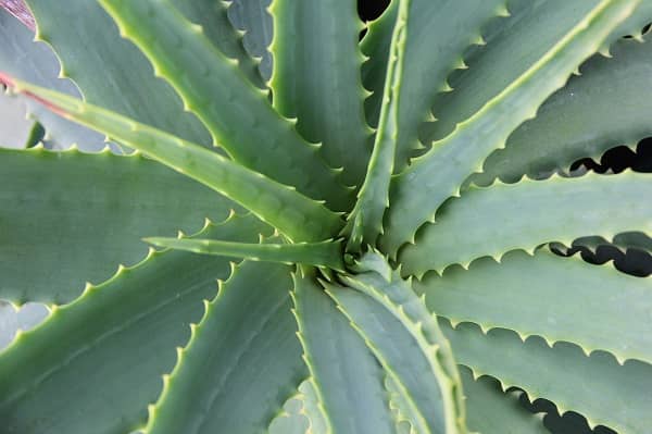 Aloe léčivé účinky (aloe vera nežádoucí účinky)