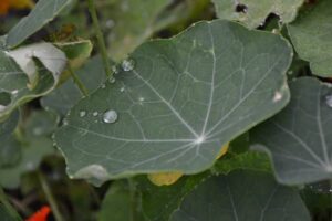 Lichořeřišnice účinky (lichořeřišnice a zdraví, lichořeřišnice čaj účinky)