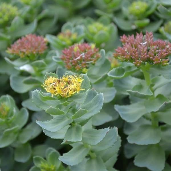 Rozchodnice růžová účinky (rhodiola účinky)