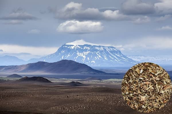 Lišejník islandský účinky (lišejník islandský léčivé účinky)