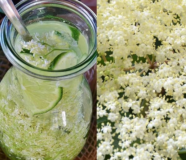 Sirup z černého bezu recept (Sirup z květů černého bezu recept)