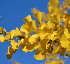 Ginkgo a zdraví (ginkgo účinky)