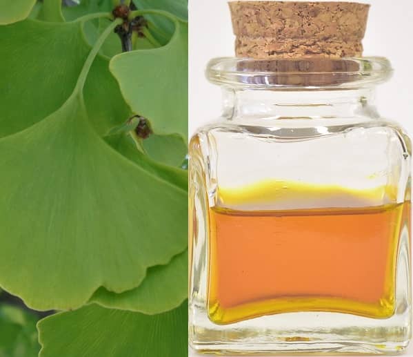 Ginkgo biloba recept na tinkturu (návod)