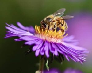 Co je propolis (propolis léčivé účinky, propolis účinky)