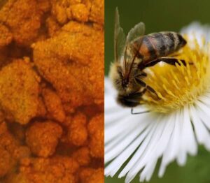 Co je propolis (propolis léčivé účinky, propolis účinky)