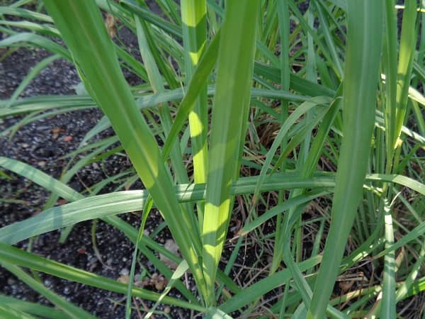 Citronová tráva účinky (citronová tráva použití)