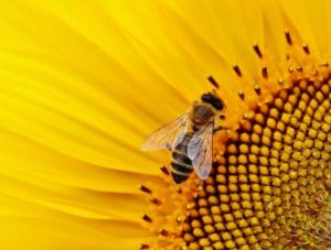 Apisin (včelí jed účinky)