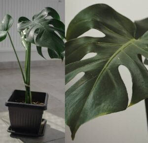 Monstera pěstování (pěstování monstery)